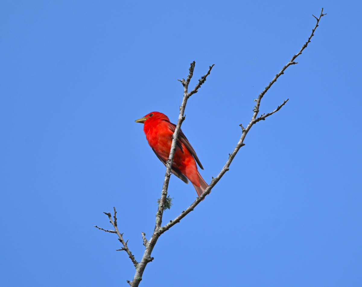 Summer Tanager - Heather Buttonow