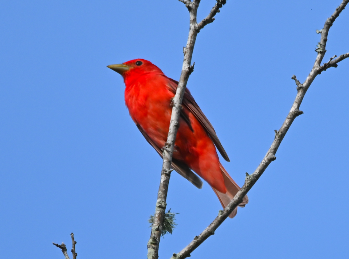 Summer Tanager - Heather Buttonow