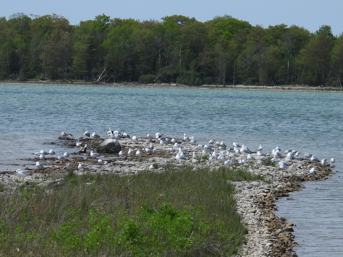 Ring-billed Gull - Melody Walsh