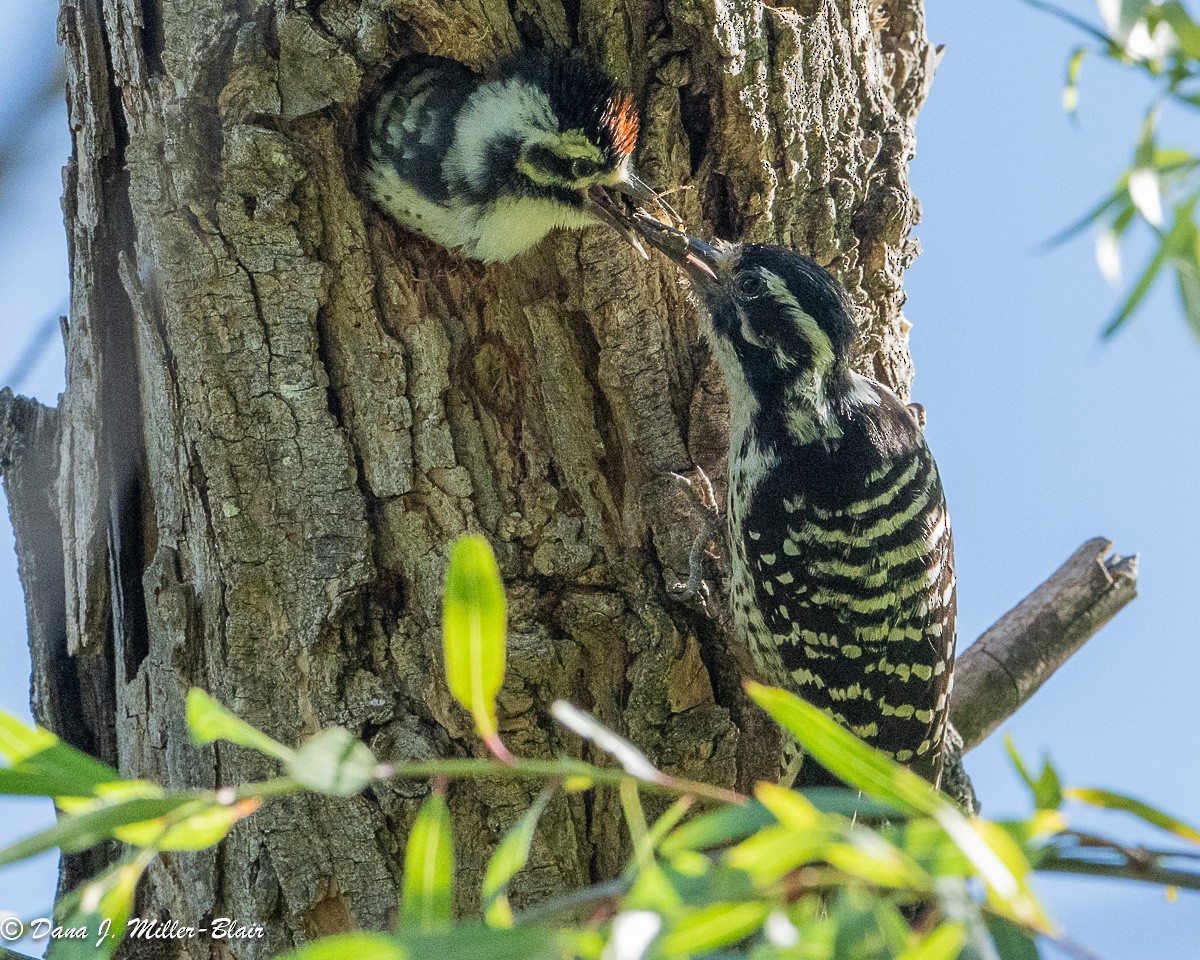 Nuttall's Woodpecker - Dana Miller-Blair