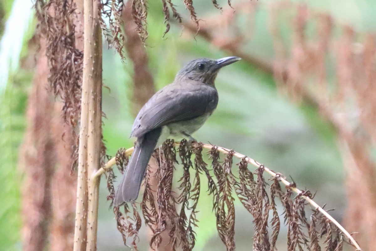 Visayan Bulbul - David Morrison