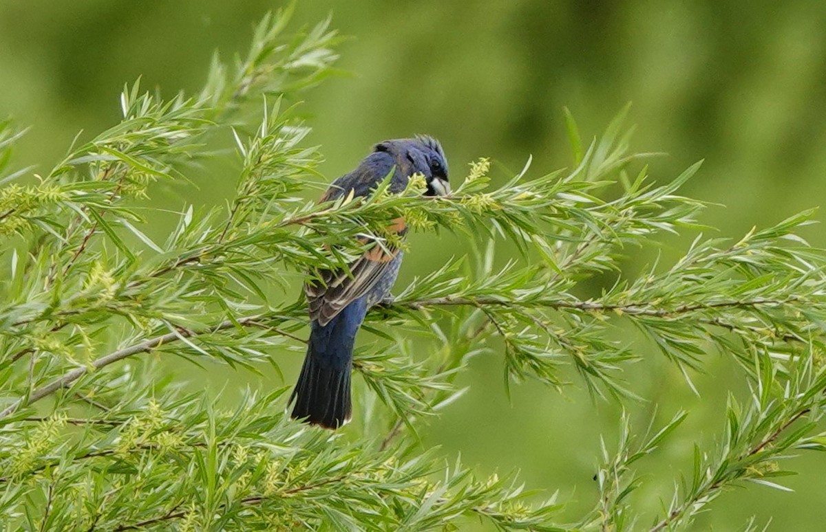 Blue Grosbeak - Dilka Murtazina