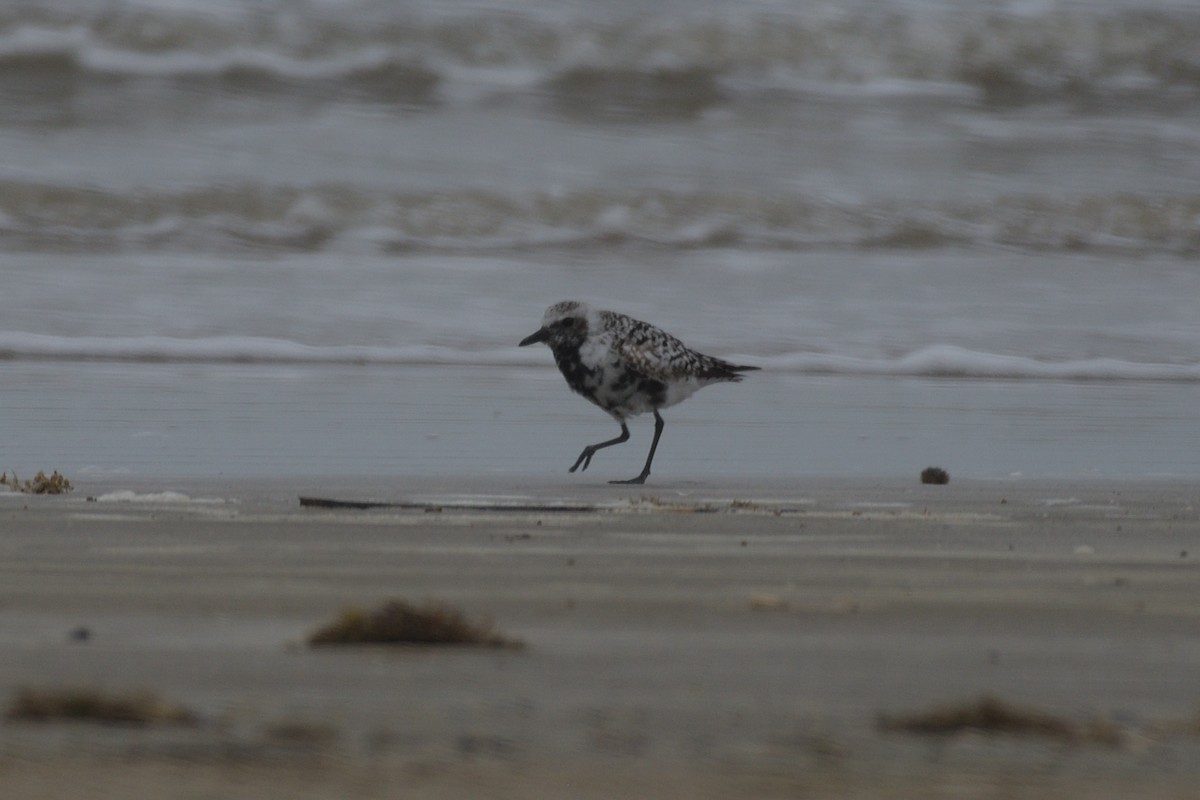 Black-bellied Plover - M Kelly