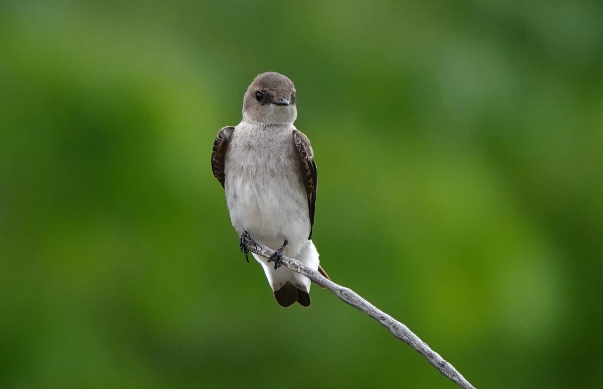 Northern Rough-winged Swallow - Dilka Murtazina