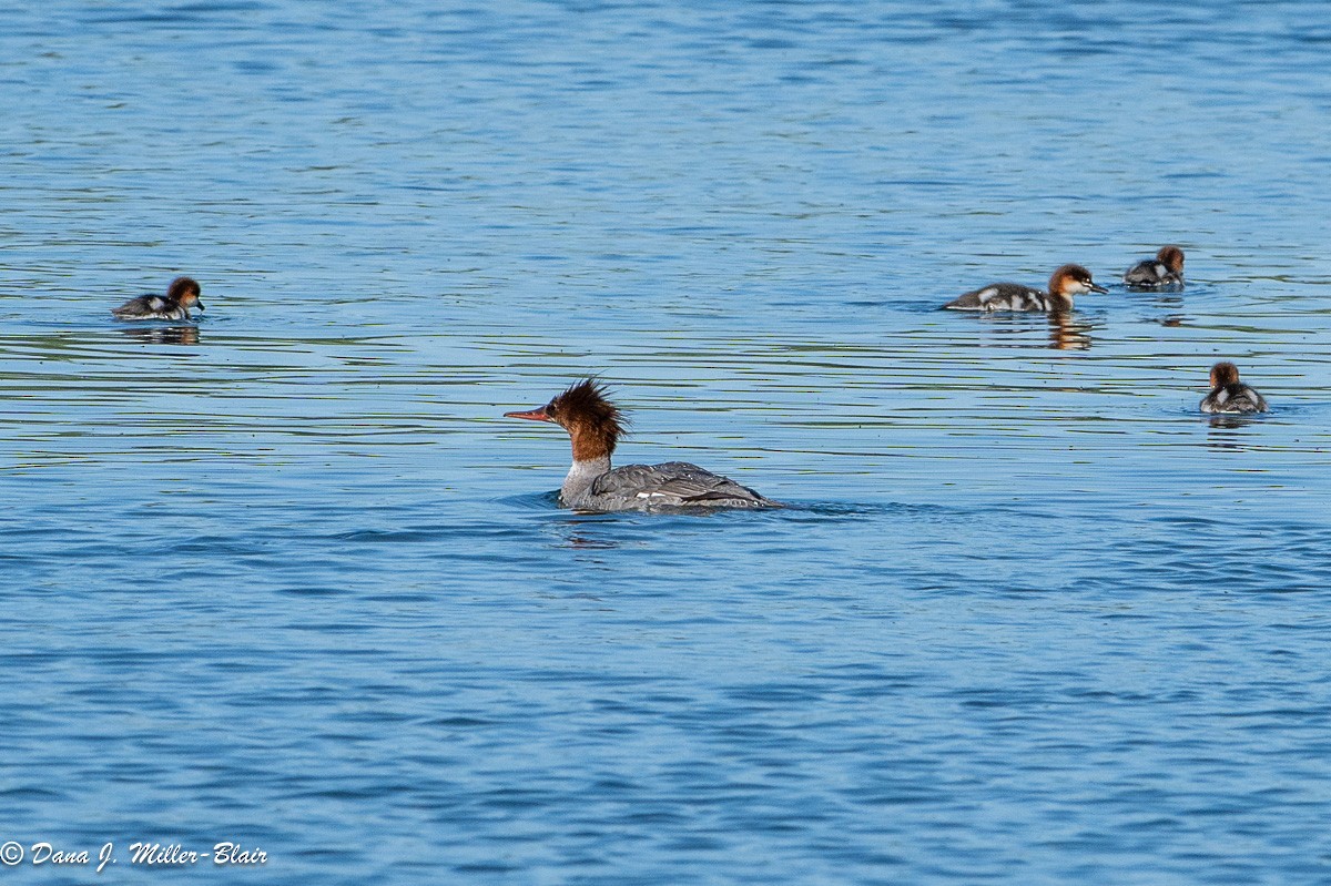 Common Merganser - Dana Miller-Blair