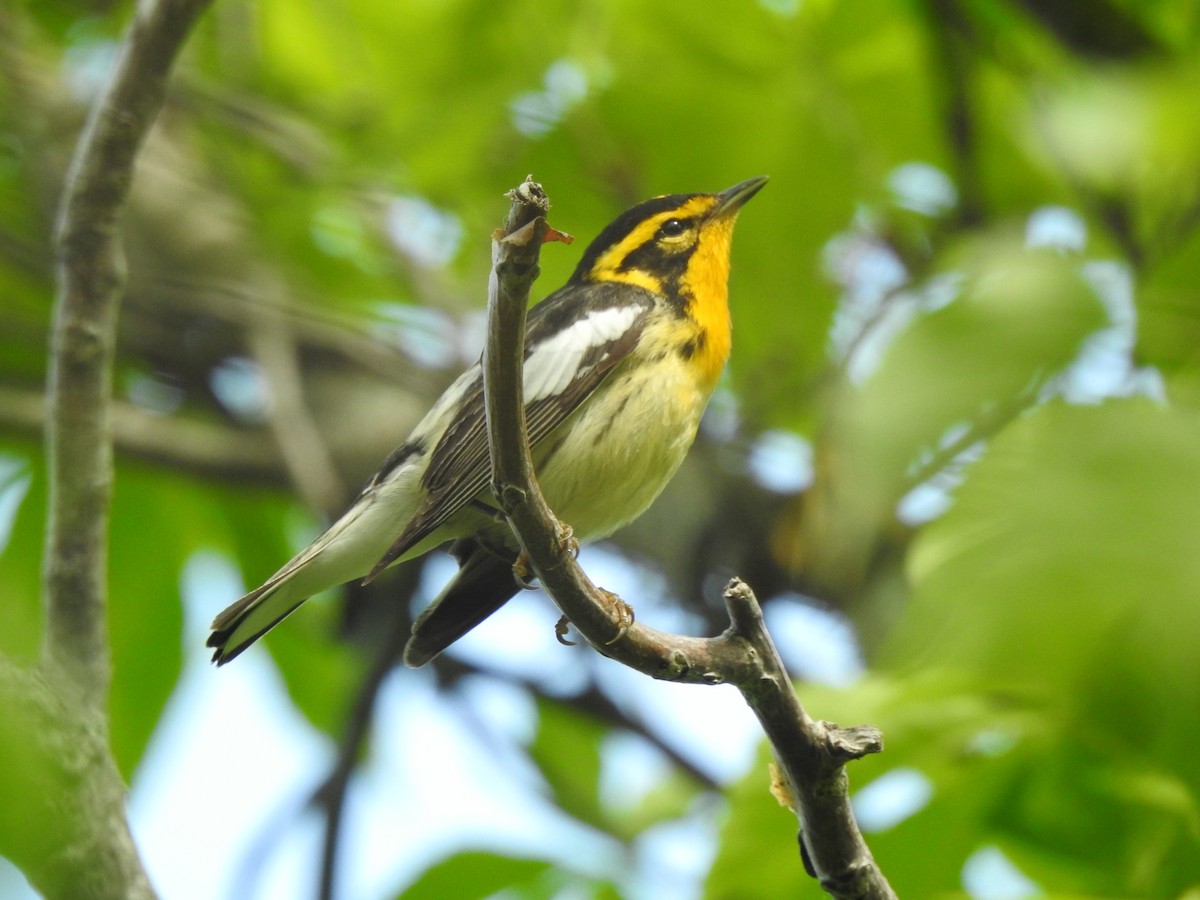 Blackburnian Warbler - Chris Burris