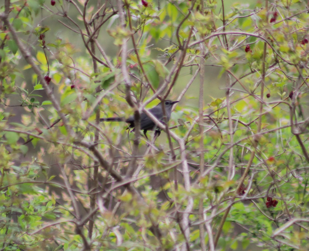 Gray Catbird - Cindy Grimes