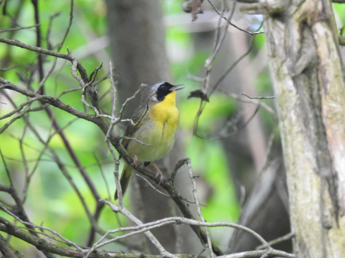 Common Yellowthroat - Chris Burris