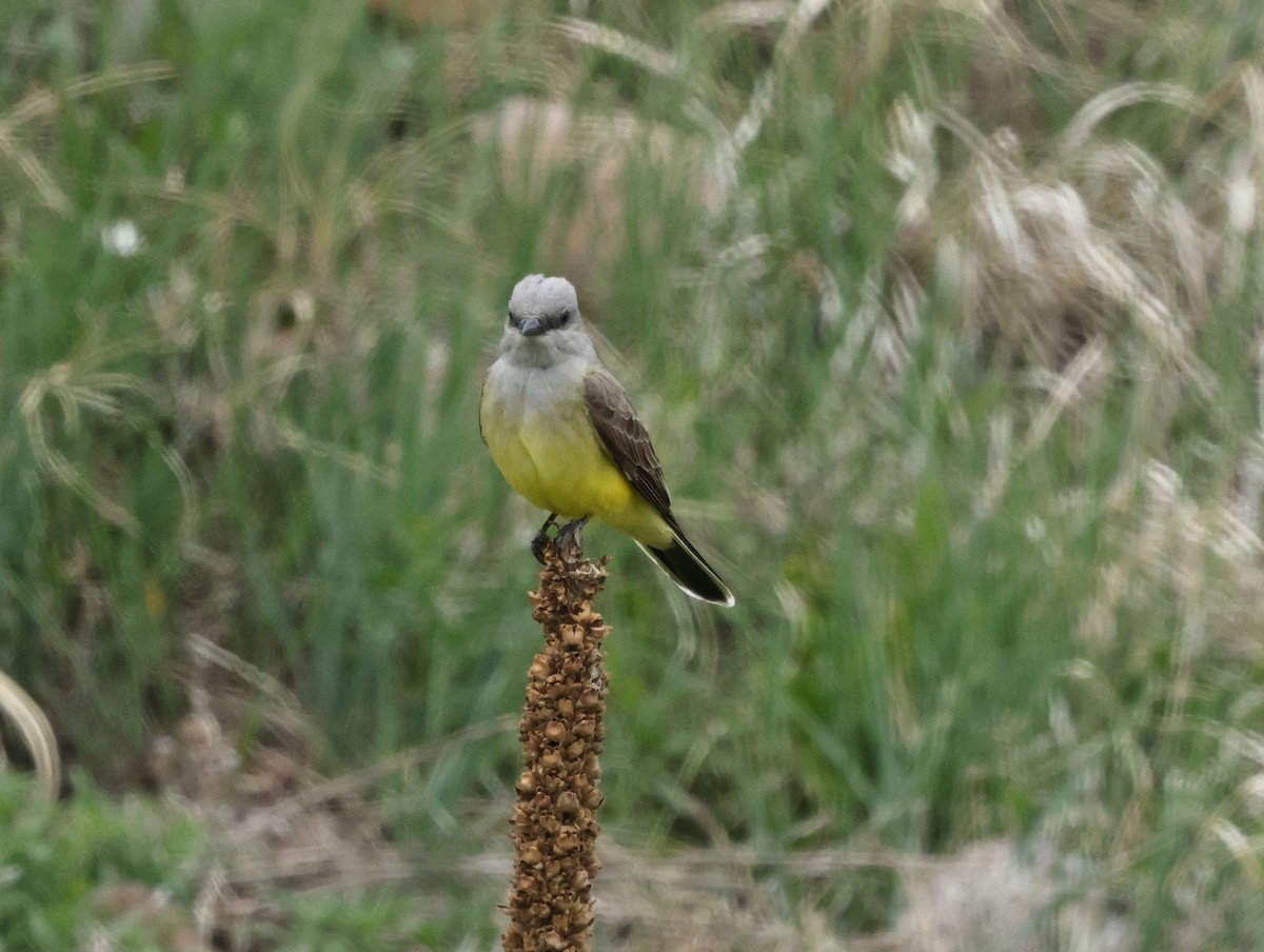 Western Kingbird - Chris Gilbert