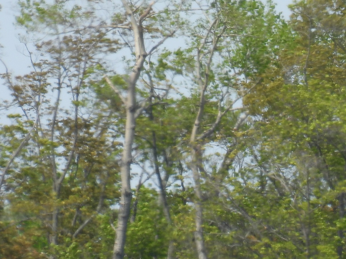 Bald Eagle - Melody Walsh