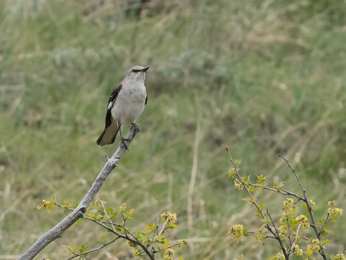 Northern Mockingbird - Chris Gilbert