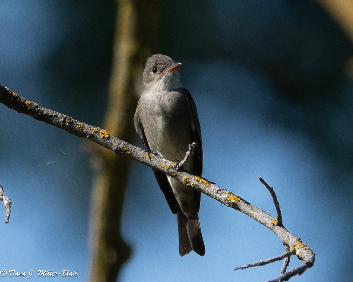 Western Wood-Pewee - Dana Miller-Blair