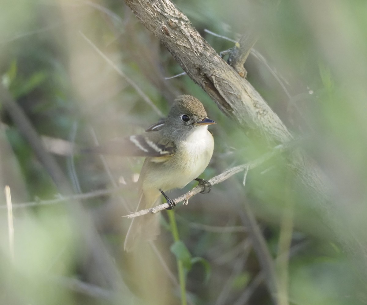 Western Flycatcher - Bob Nieman