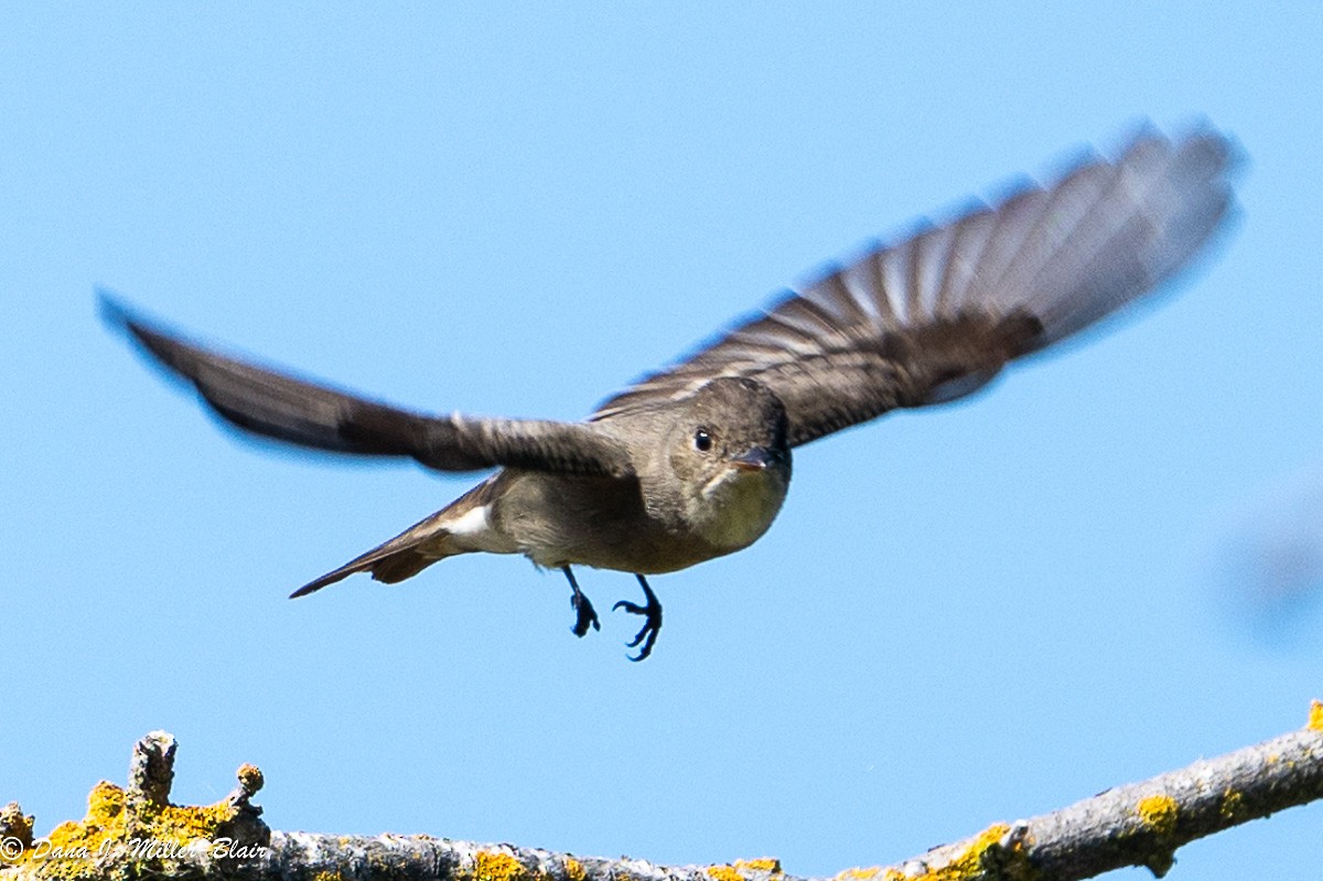 Western Wood-Pewee - Dana Miller-Blair