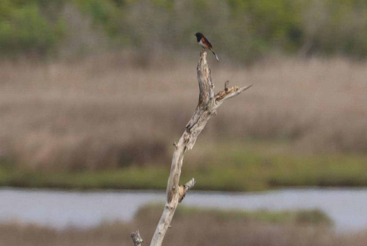 Eastern Towhee - Don & Kate Woodward