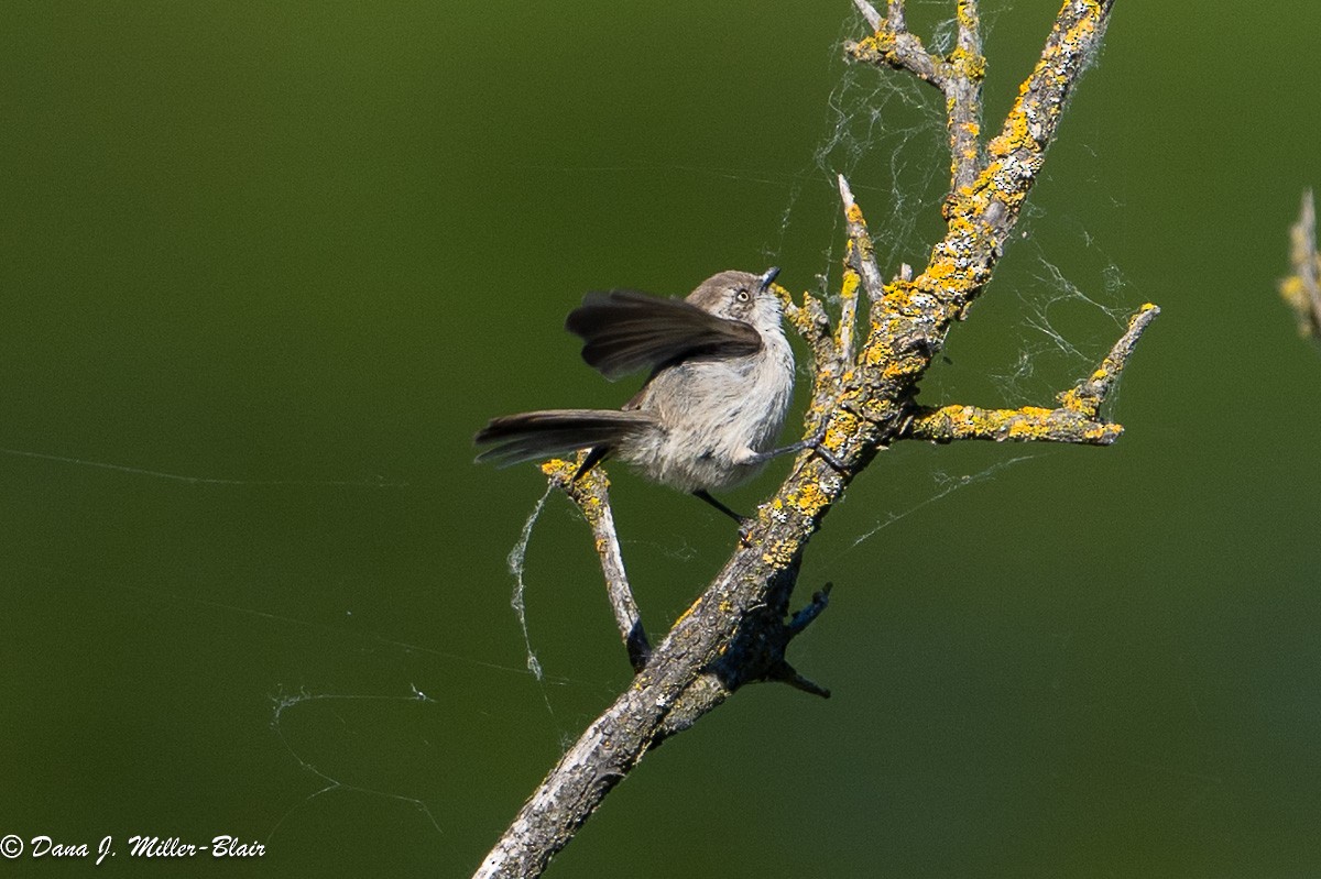 Bushtit - Dana Miller-Blair