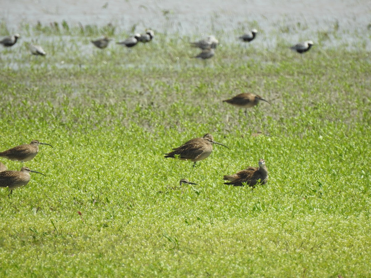 Whimbrel - Chris Burris