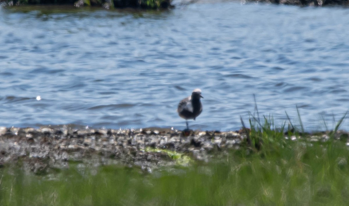 Black-bellied Plover - Stu Landesberg