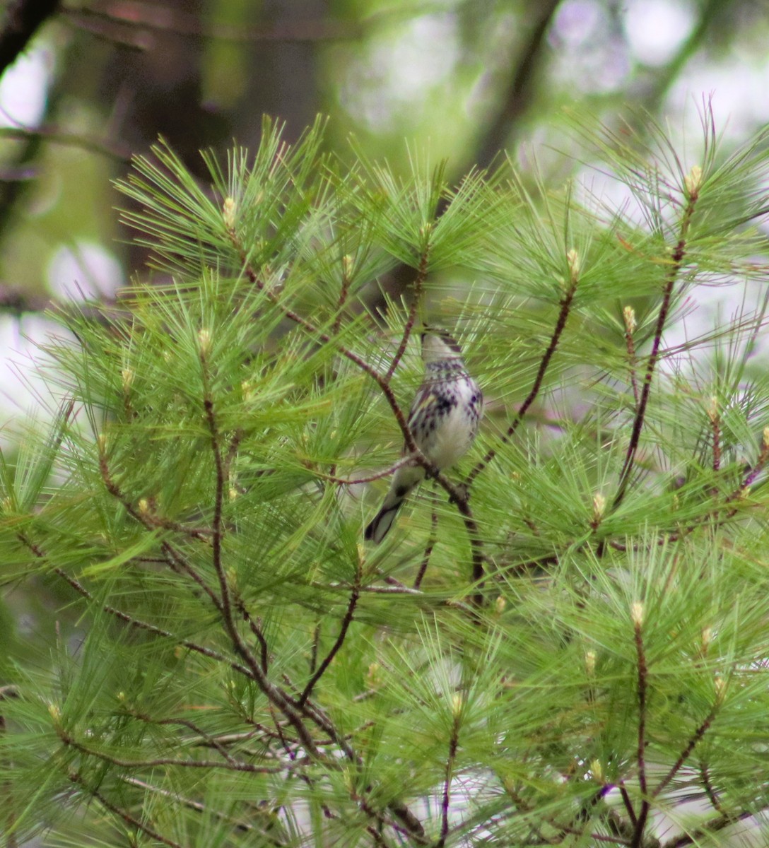 Yellow-rumped Warbler - Cindy Grimes