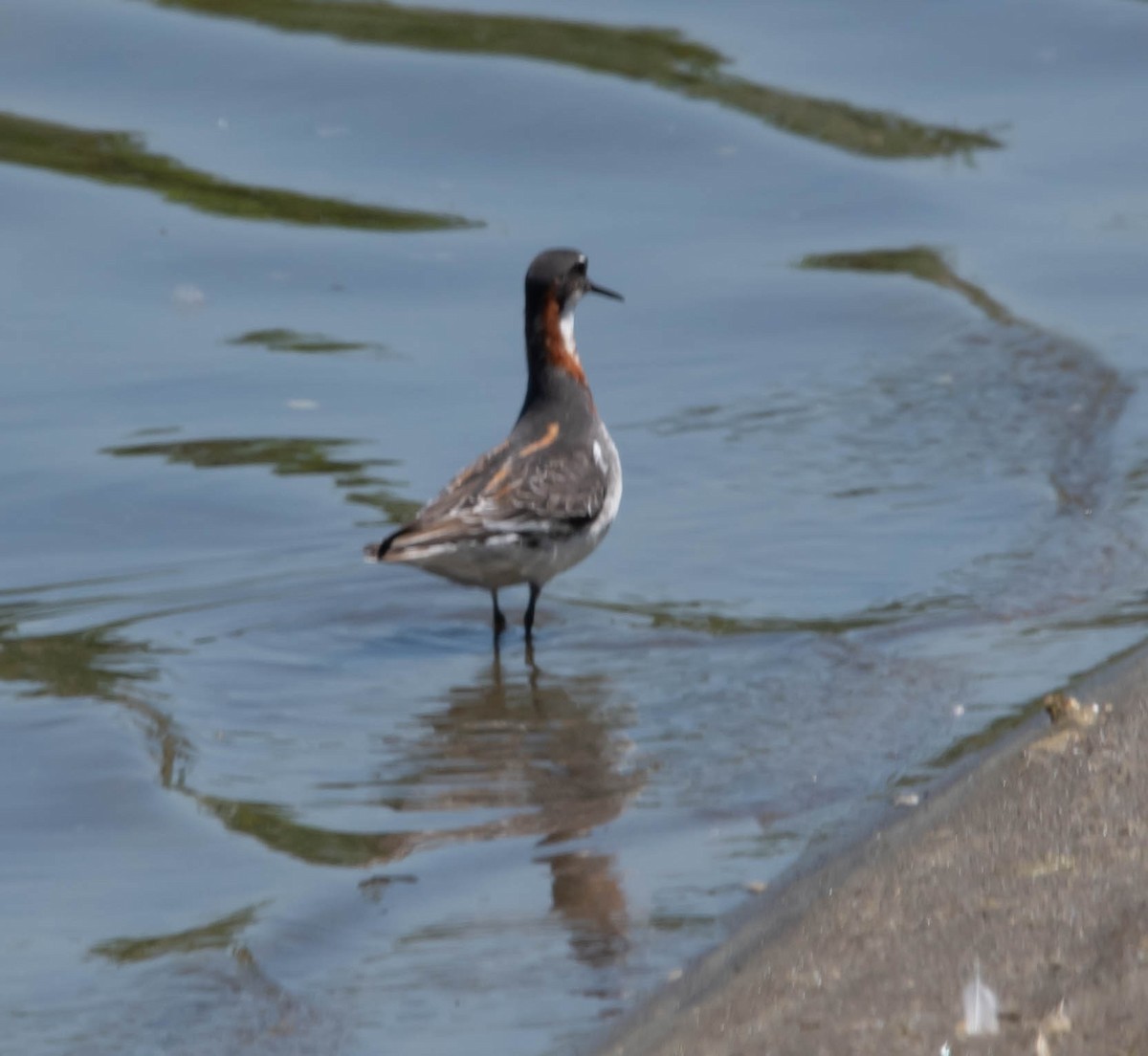 Red-necked Phalarope - Stu Landesberg