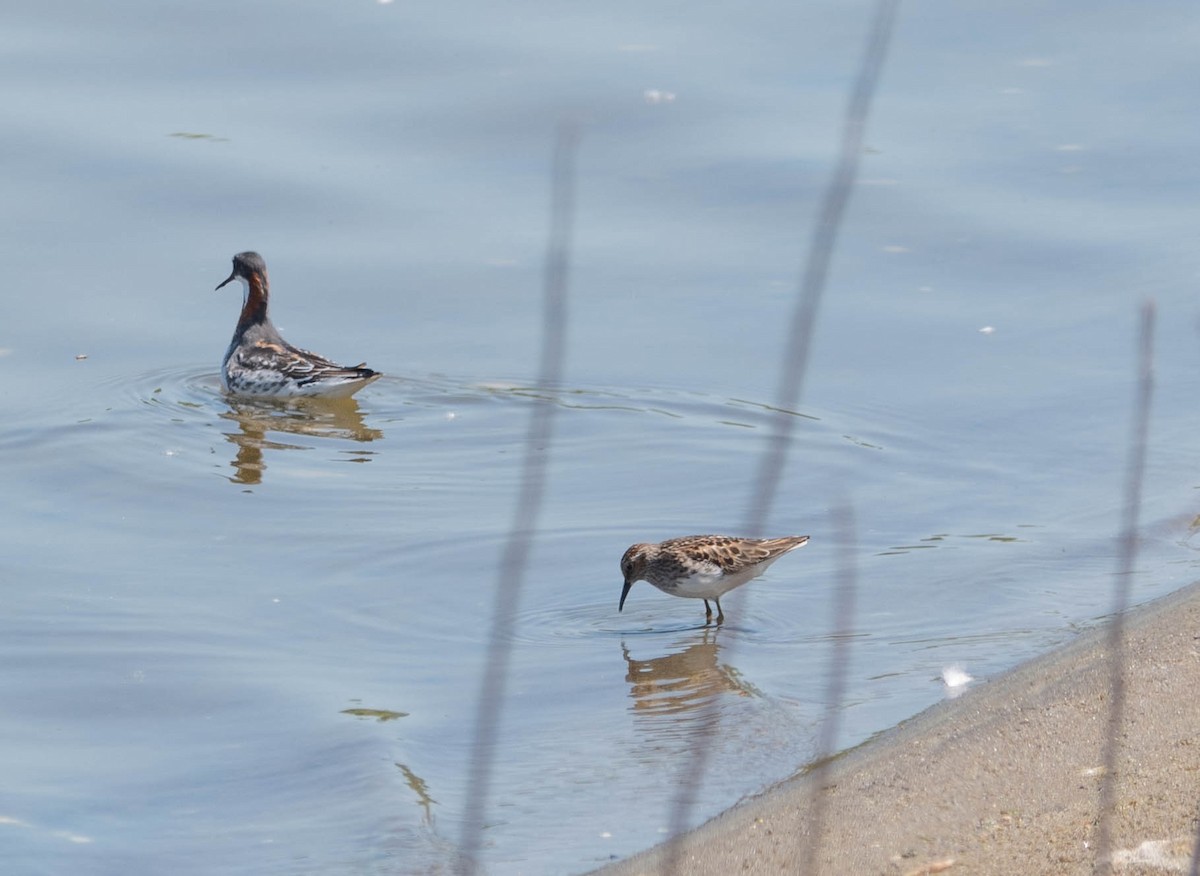 Red-necked Phalarope - Stu Landesberg