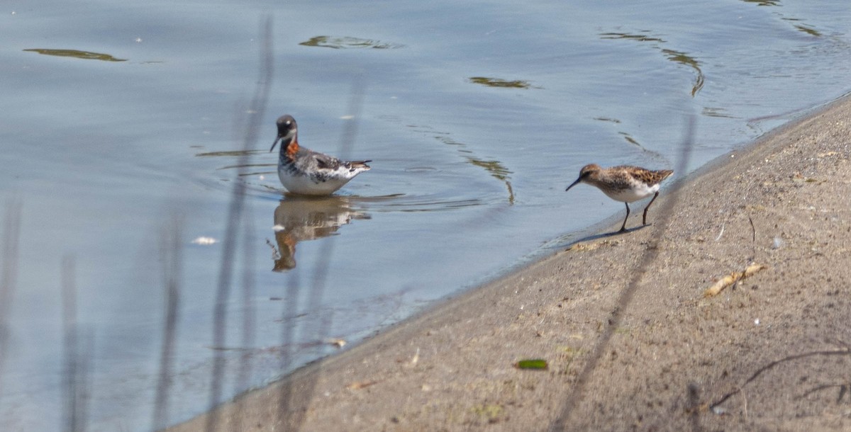 Red-necked Phalarope - Stu Landesberg