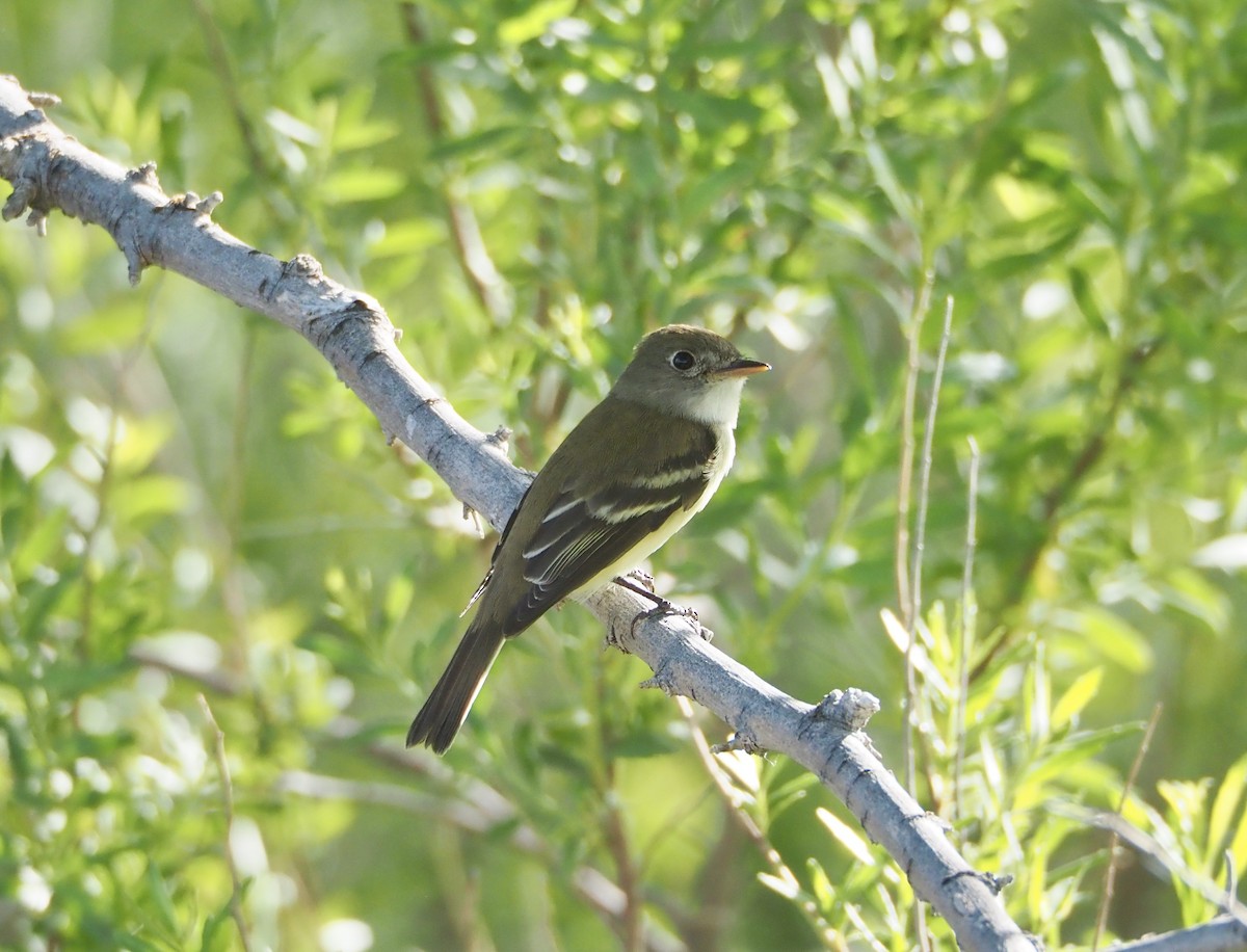 Western Flycatcher - Bob Nieman