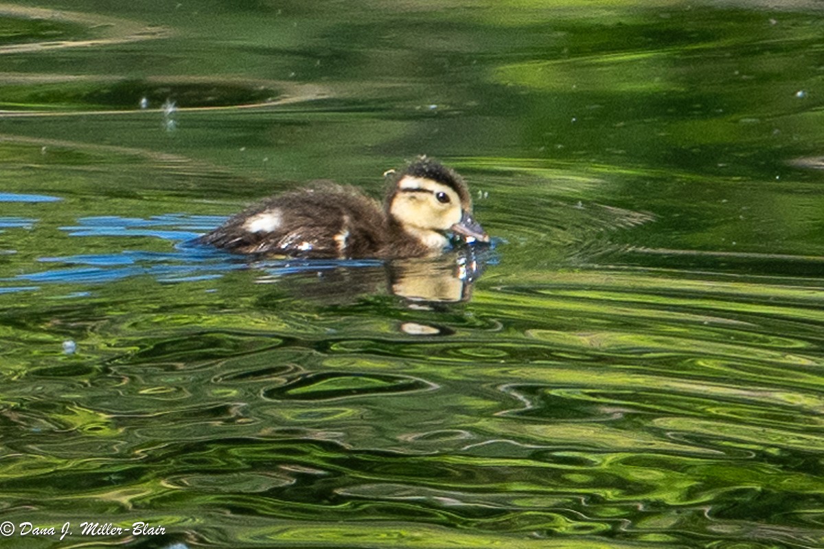 Wood Duck - Dana Miller-Blair