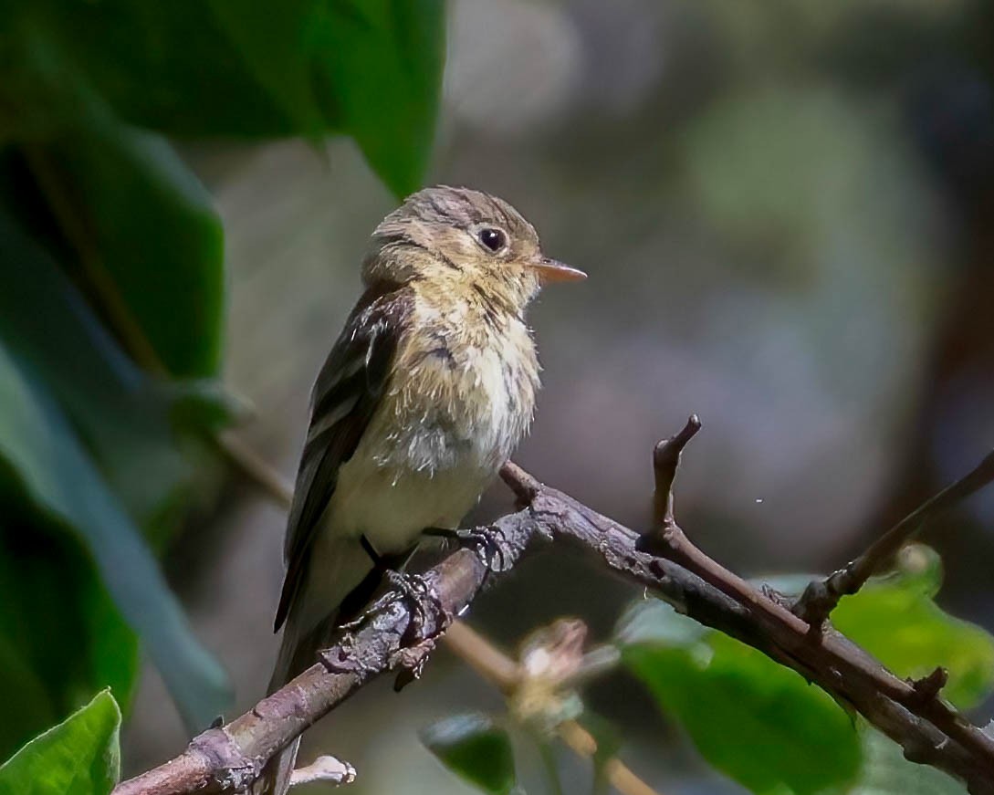 Buff-breasted Flycatcher - Sue Smith