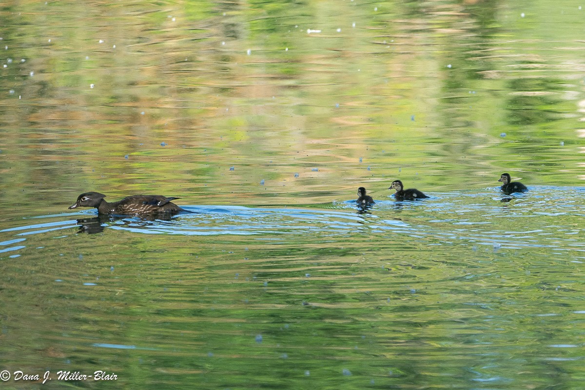 Wood Duck - Dana Miller-Blair