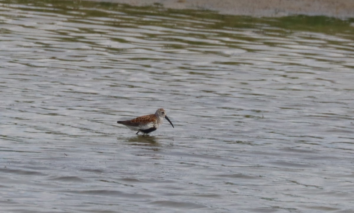 Dunlin - Don & Kate Woodward