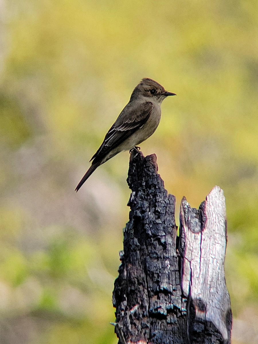 Western Wood-Pewee - Arthur Gonzales