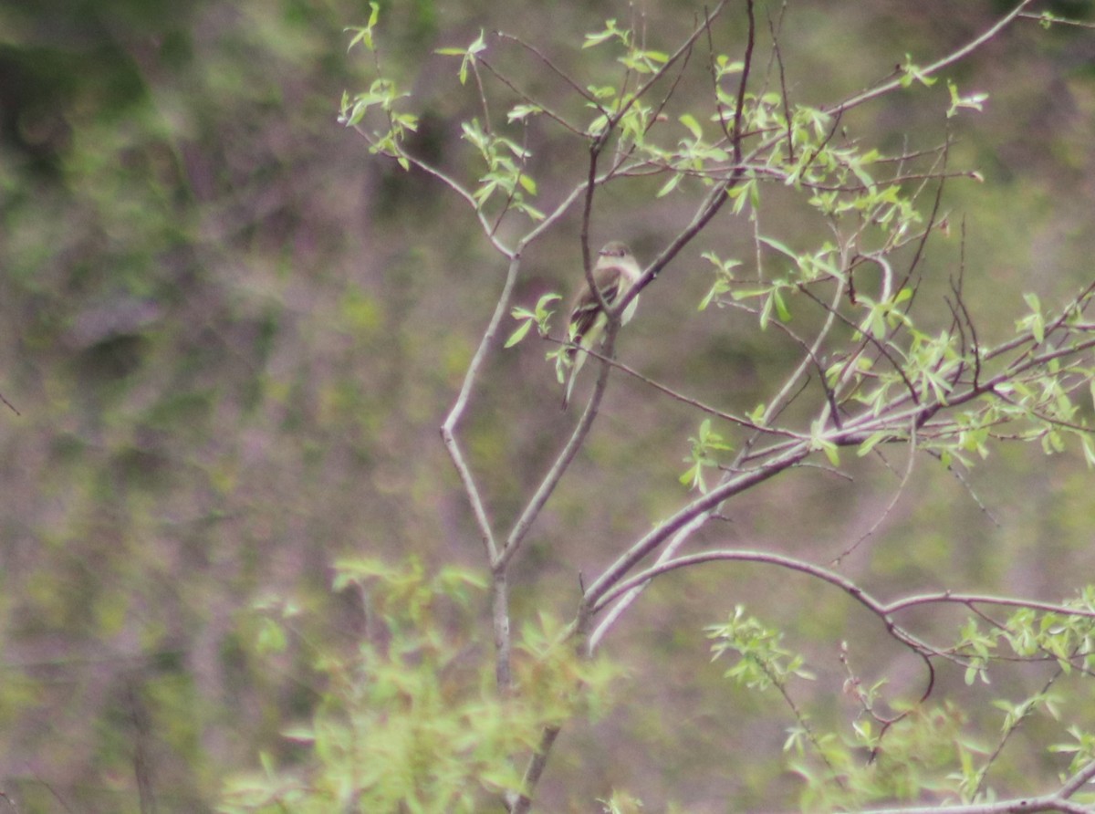 Alder Flycatcher - Cindy Grimes