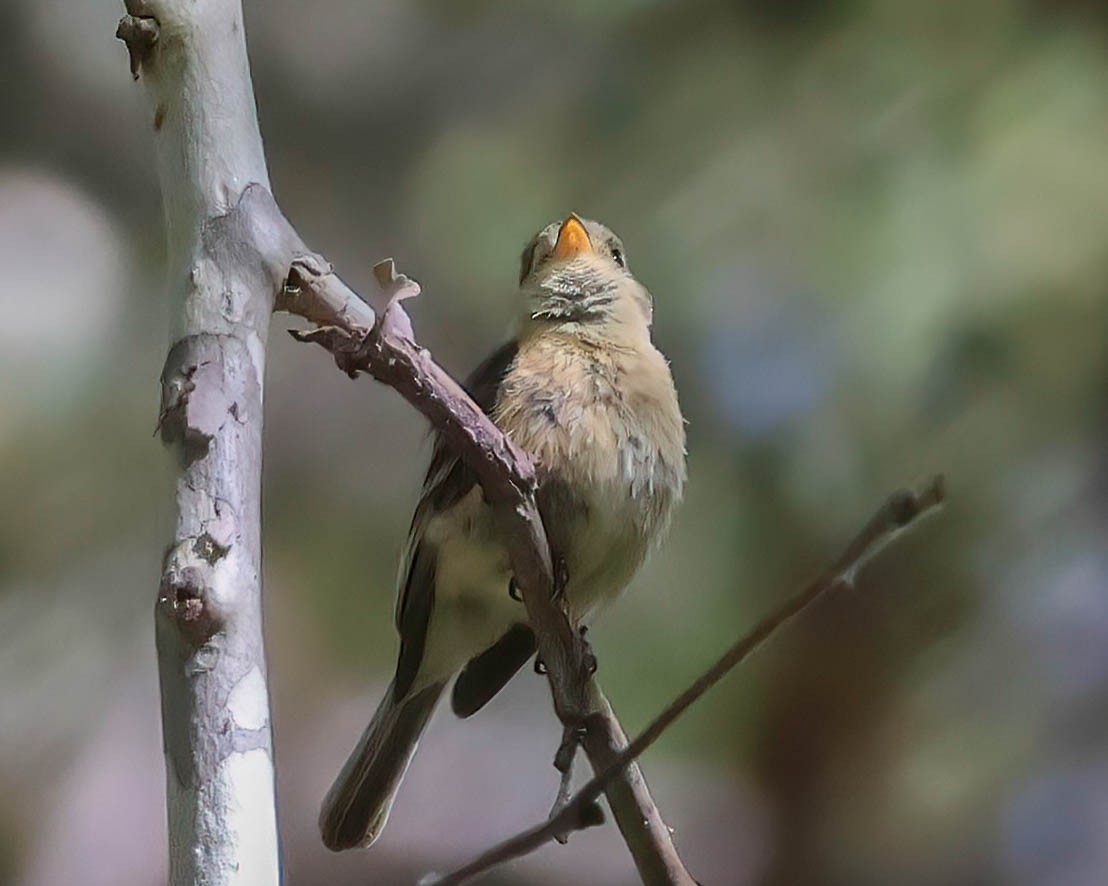 Buff-breasted Flycatcher - Sue Smith