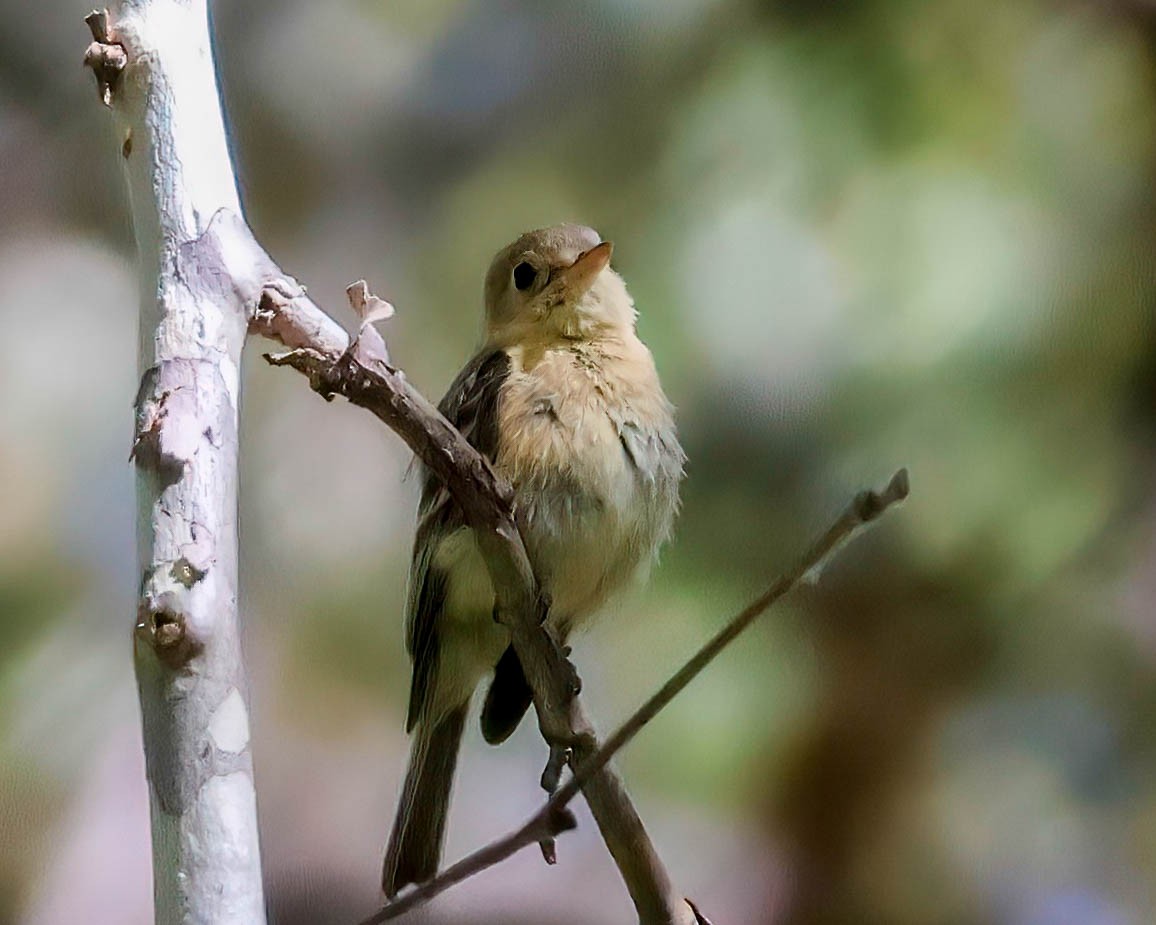 Buff-breasted Flycatcher - Sue Smith