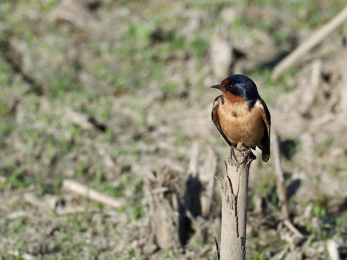 Barn Swallow - Sarah Preston