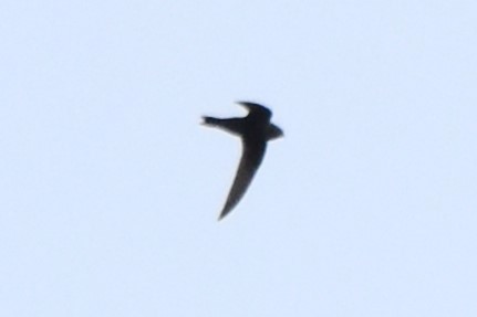 Black Swift - ML619552547