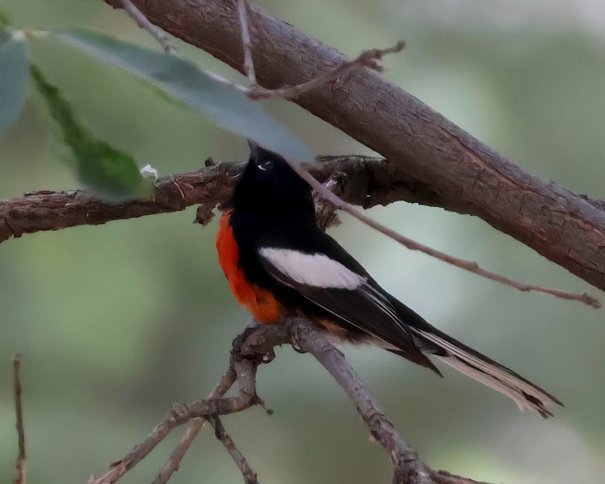 Painted Redstart - Sue Smith