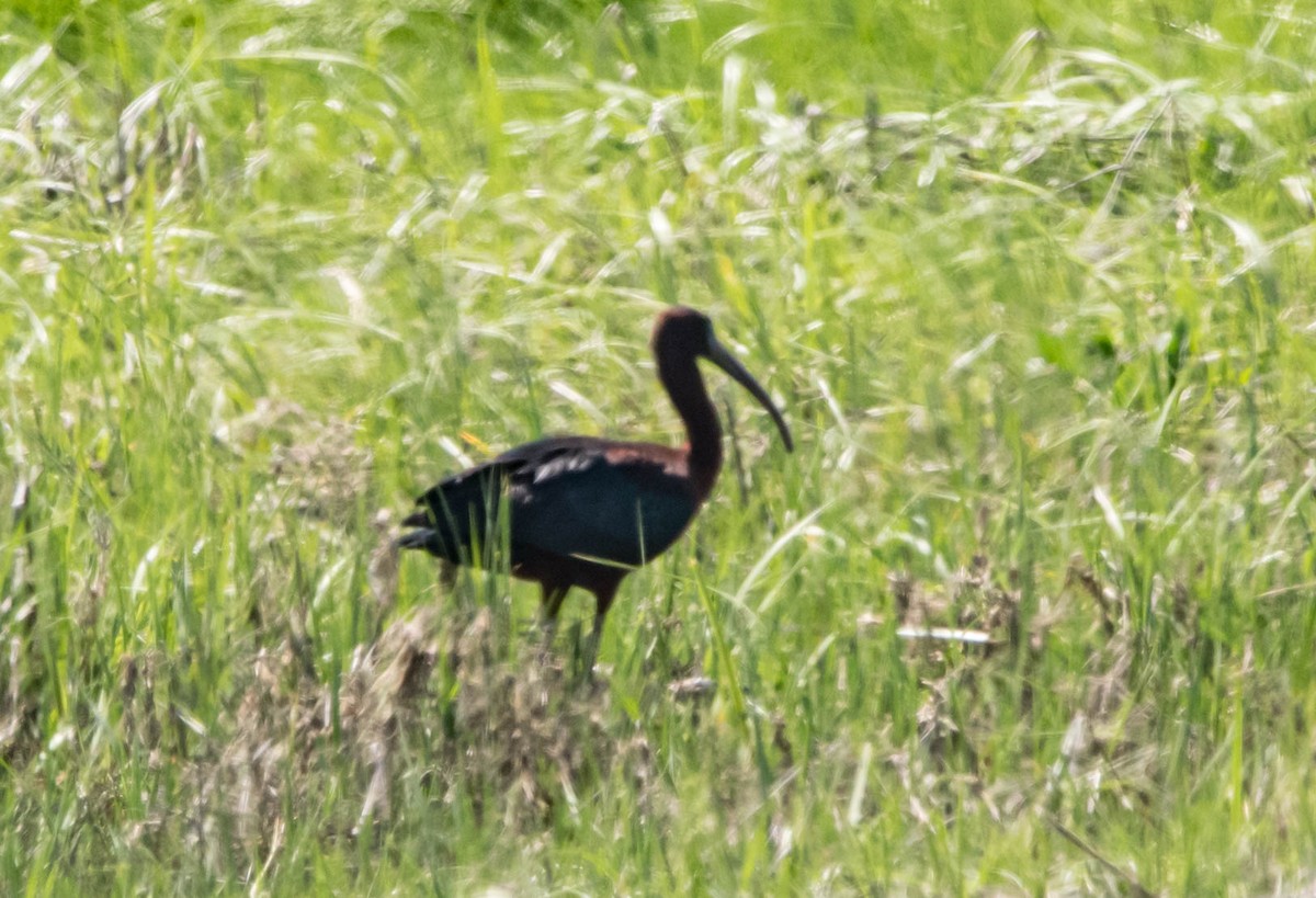 Glossy Ibis - Stu Landesberg