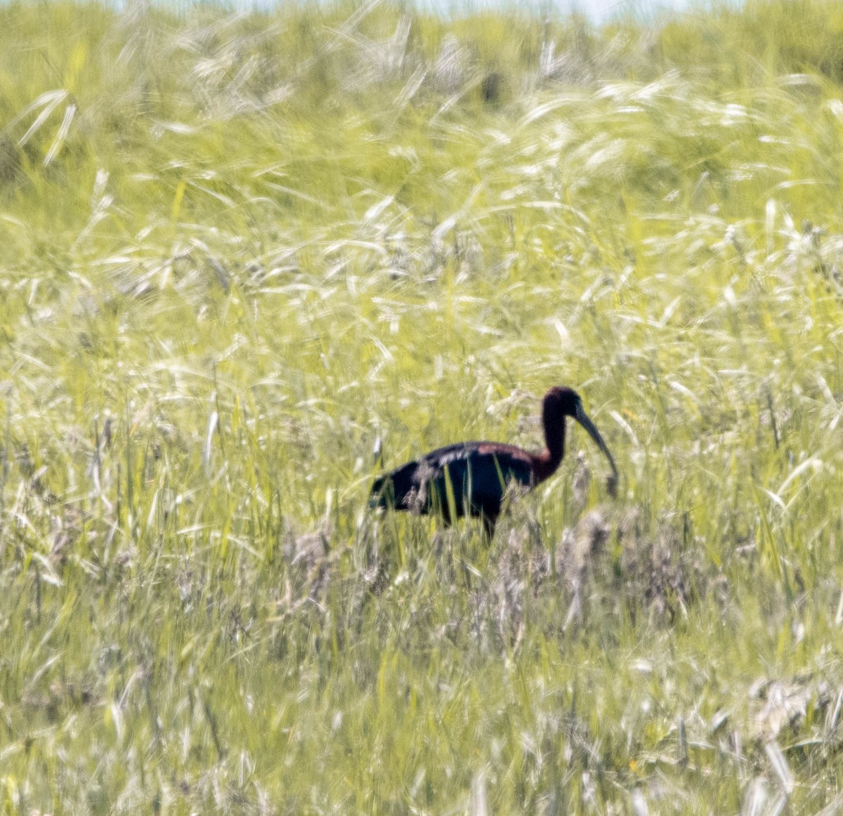 Glossy Ibis - Stu Landesberg