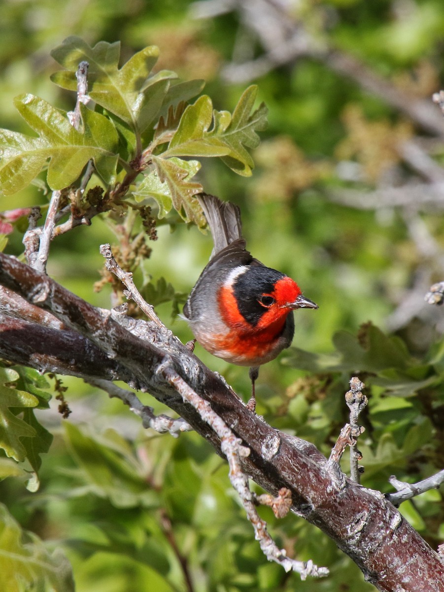 Red-faced Warbler - Arthur Gonzales