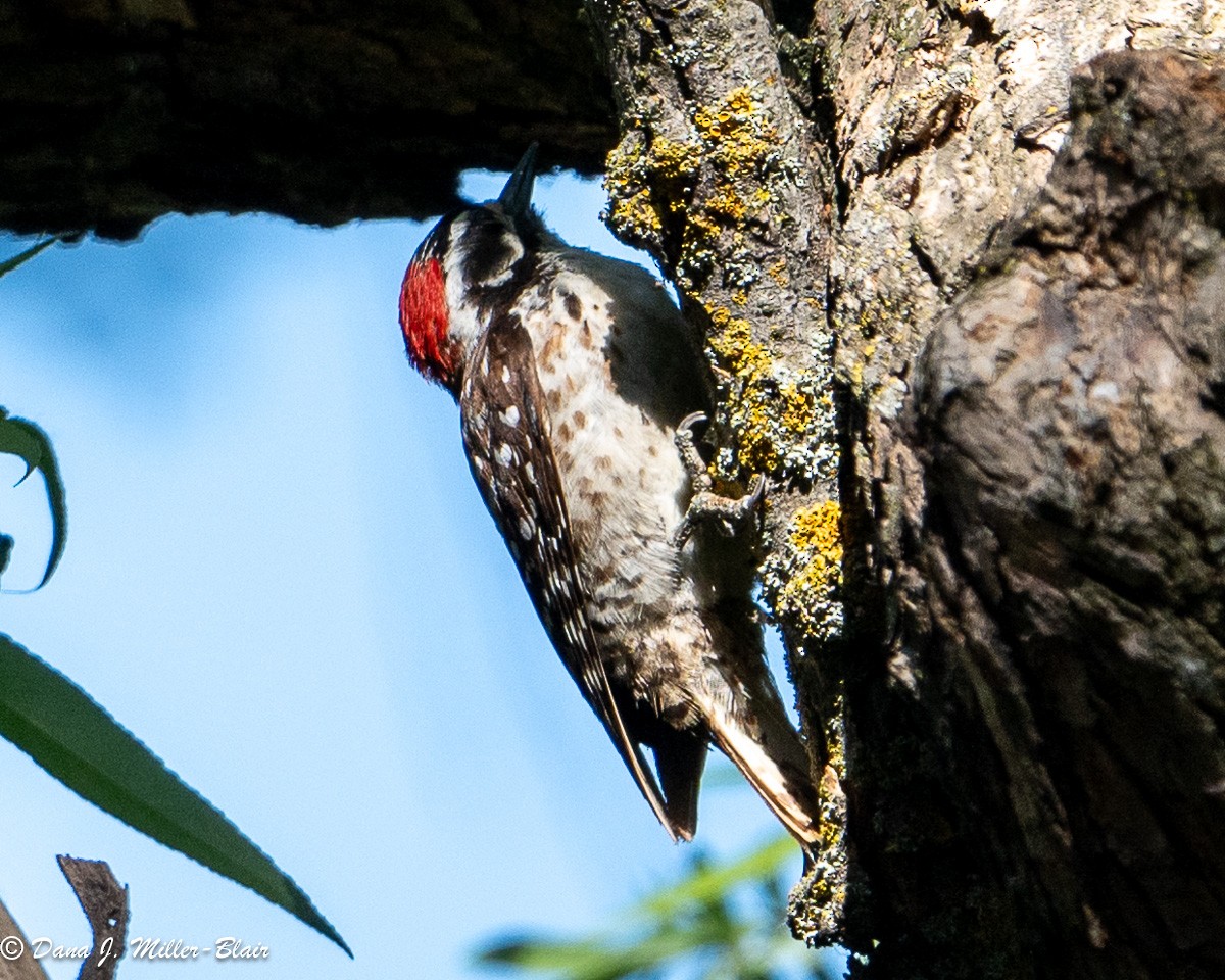 Nuttall's Woodpecker - Dana Miller-Blair