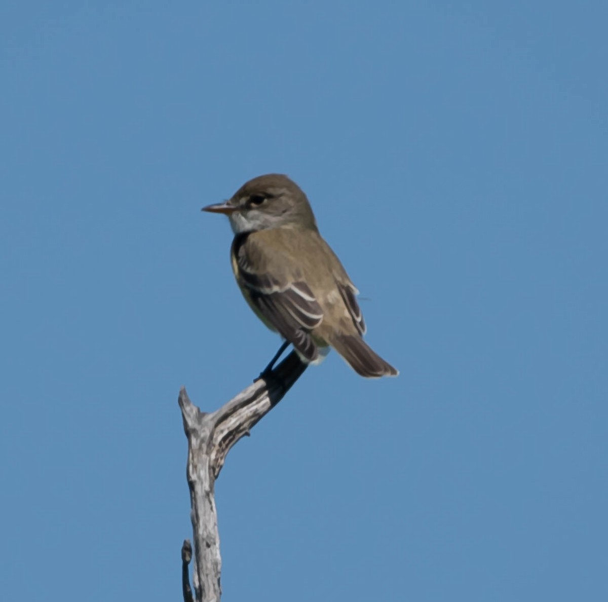 Willow Flycatcher - Stu Landesberg