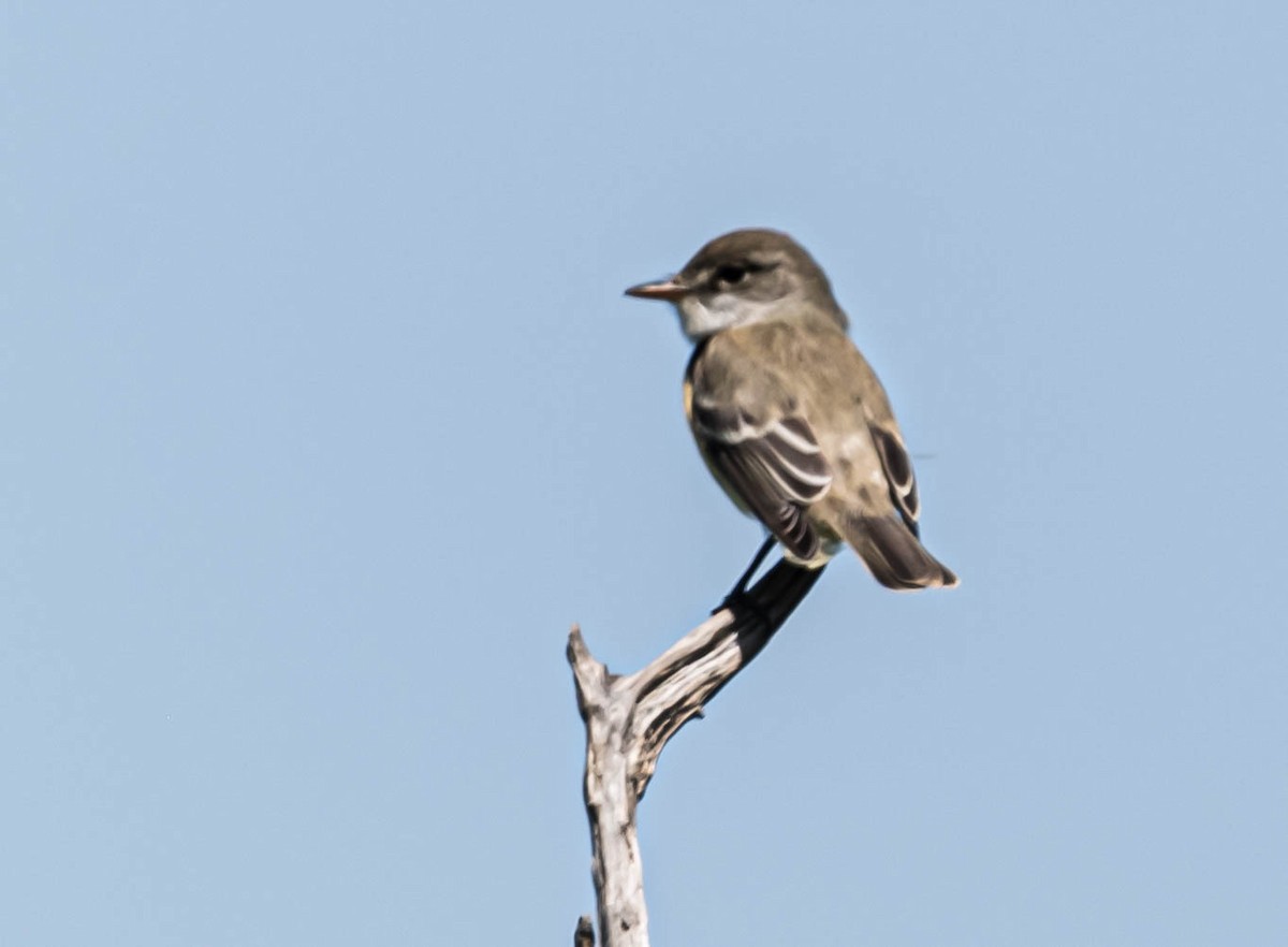 Willow Flycatcher - Stu Landesberg