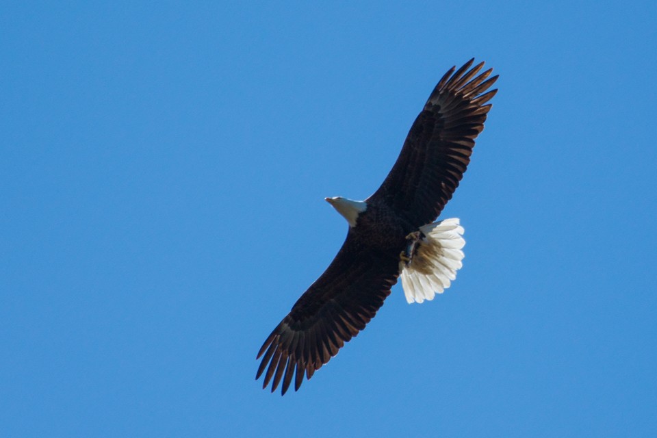 Bald Eagle - Fred Yost