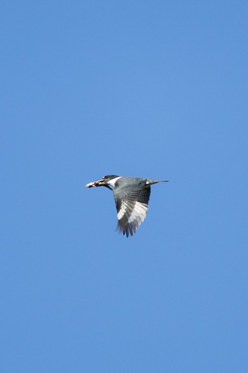 Belted Kingfisher - Anonymous