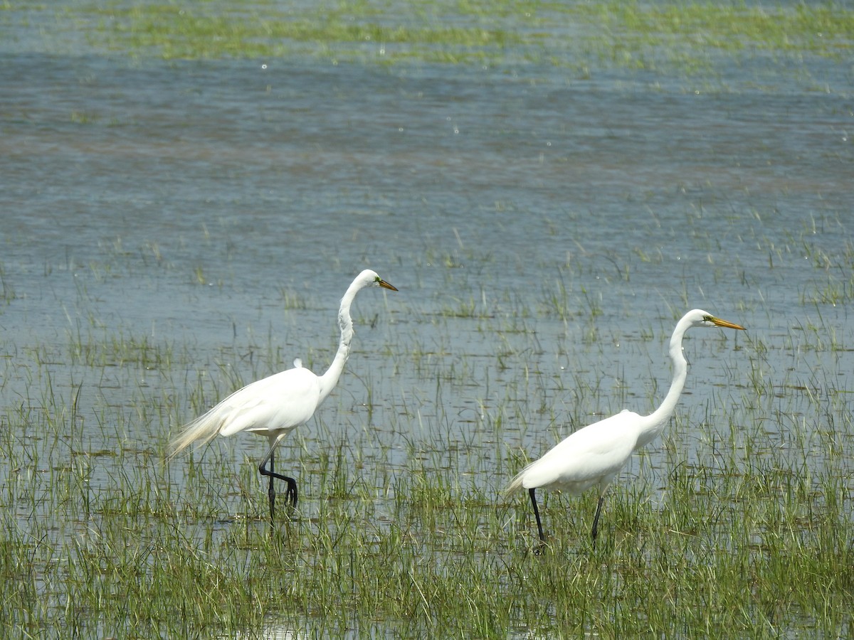 Great Egret - Chris Burris