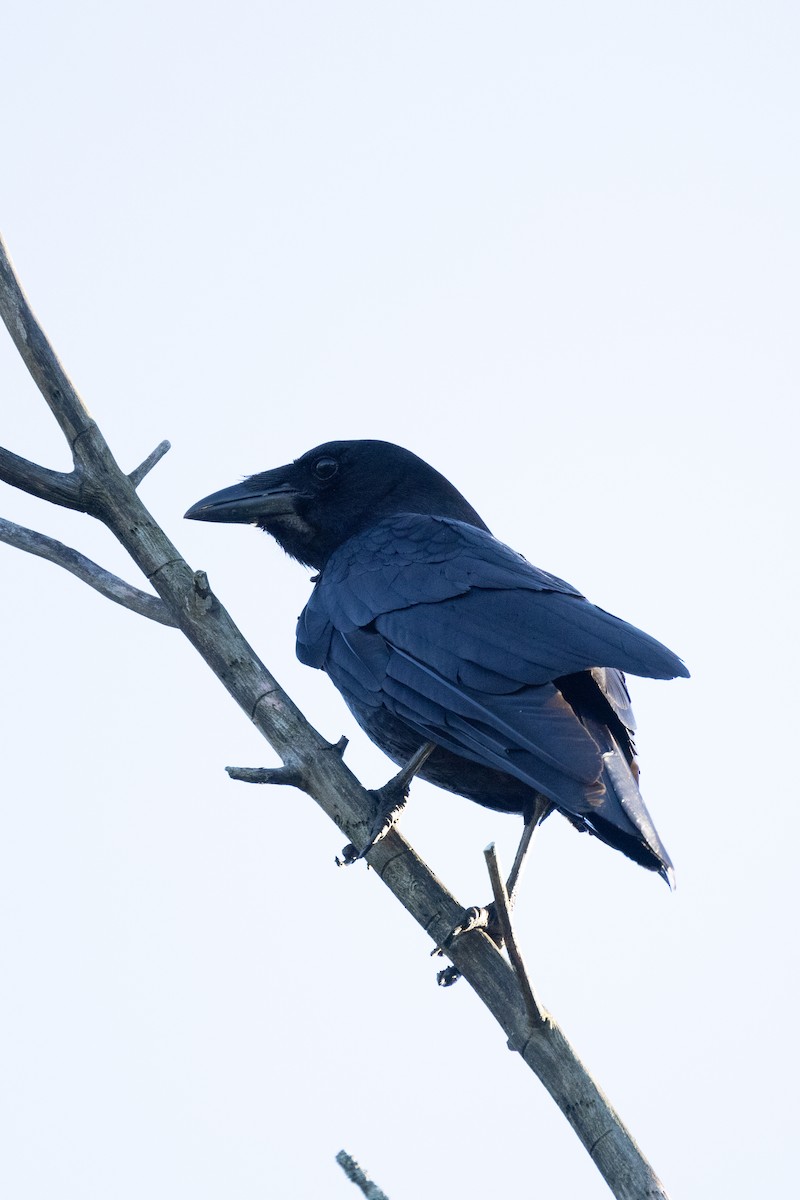 American Crow - Anonymous