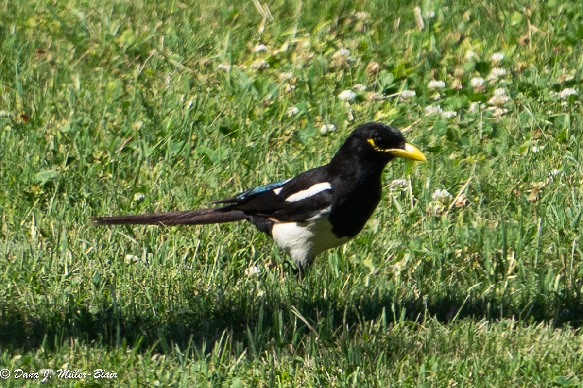 Yellow-billed Magpie - Dana Miller-Blair