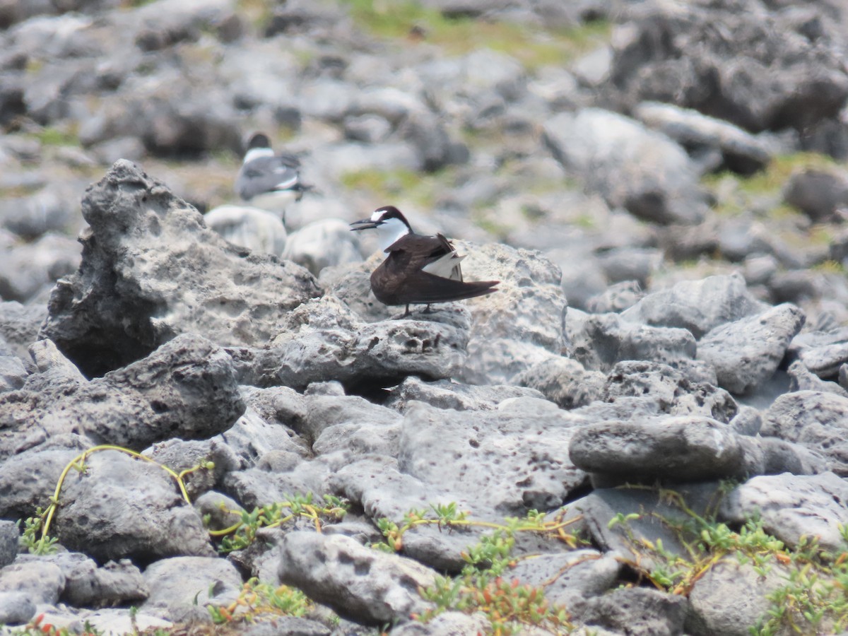 Sooty Tern - robert wellens